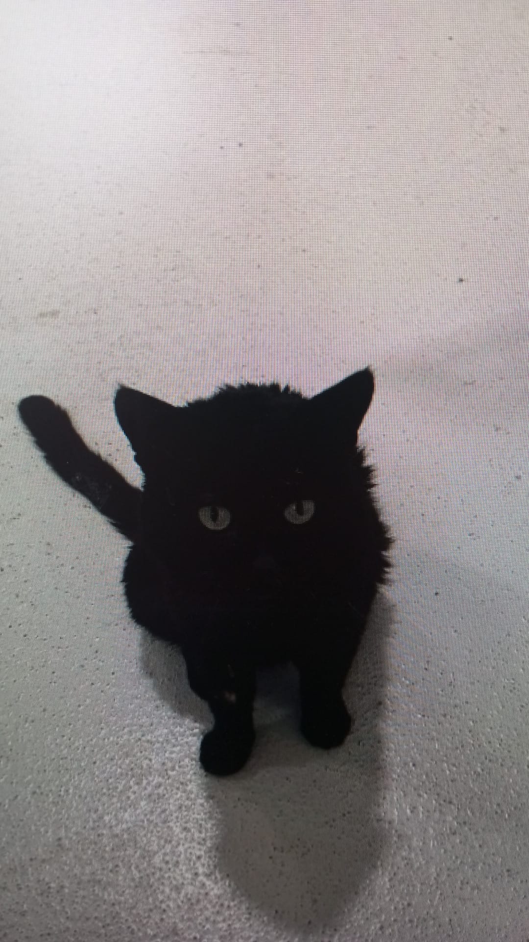 ROMEO