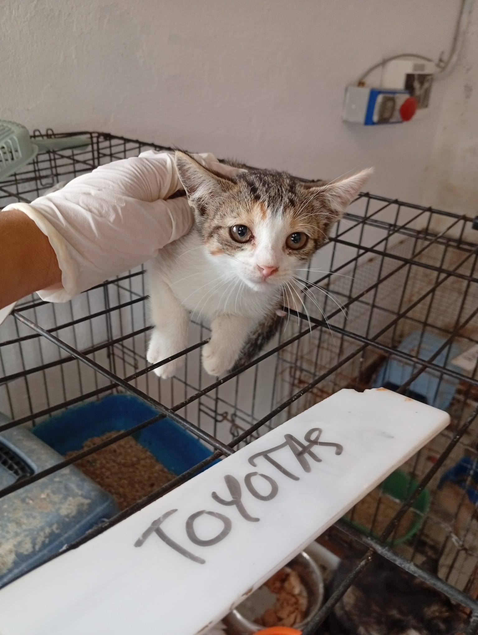 TOYOTA 4[pre adoptada]