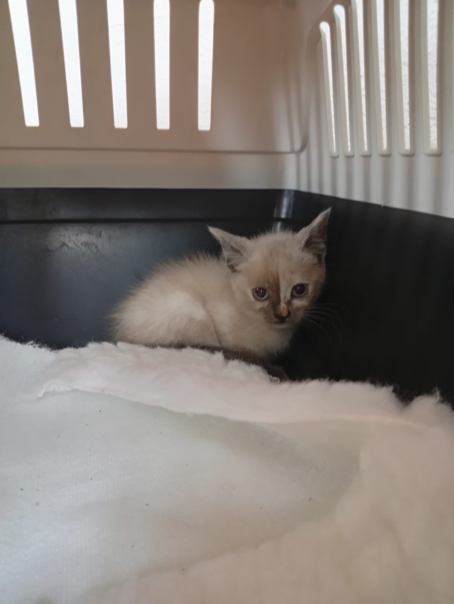 TUBERIA[pre adoptado]