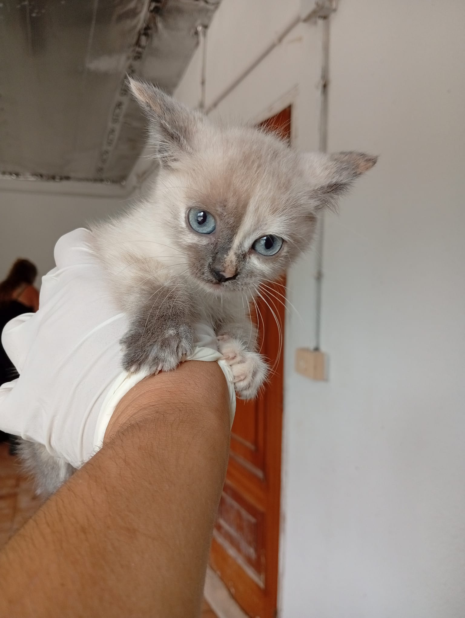 TUBERIA[pre adoptado]