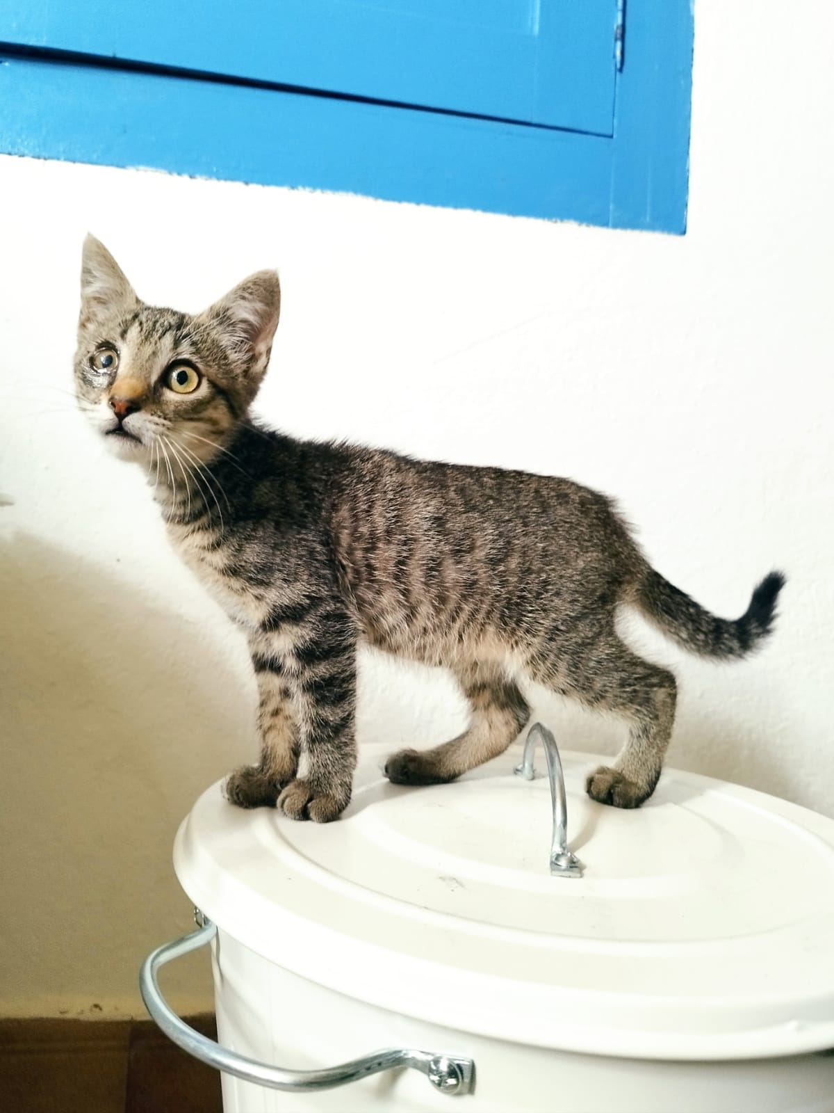PATATITA
