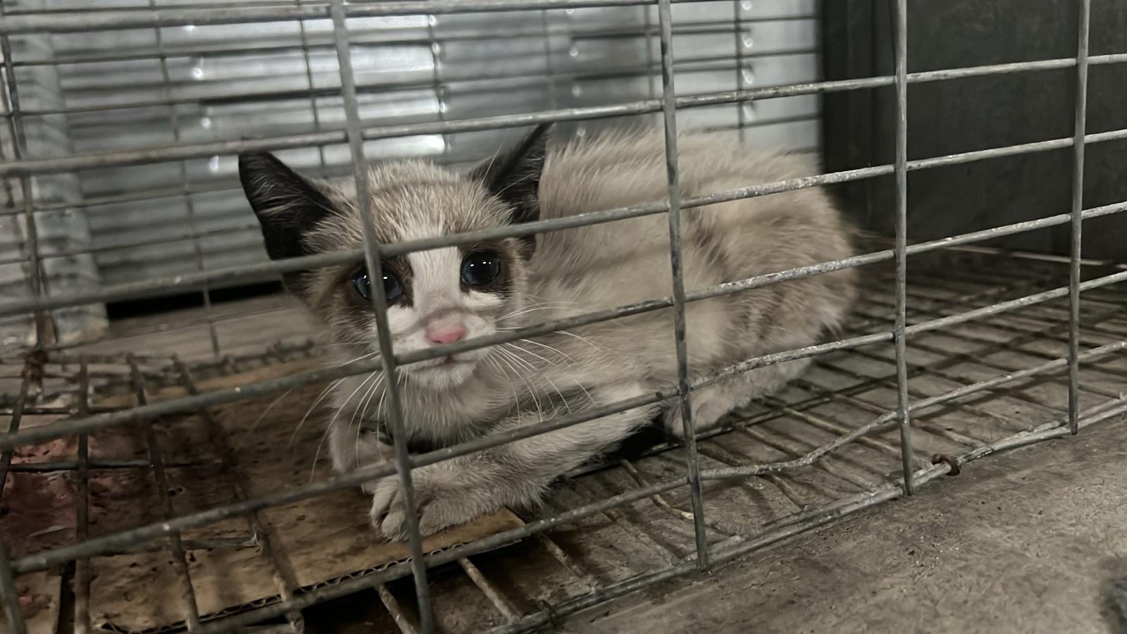 SIAMI[pre adoptada]