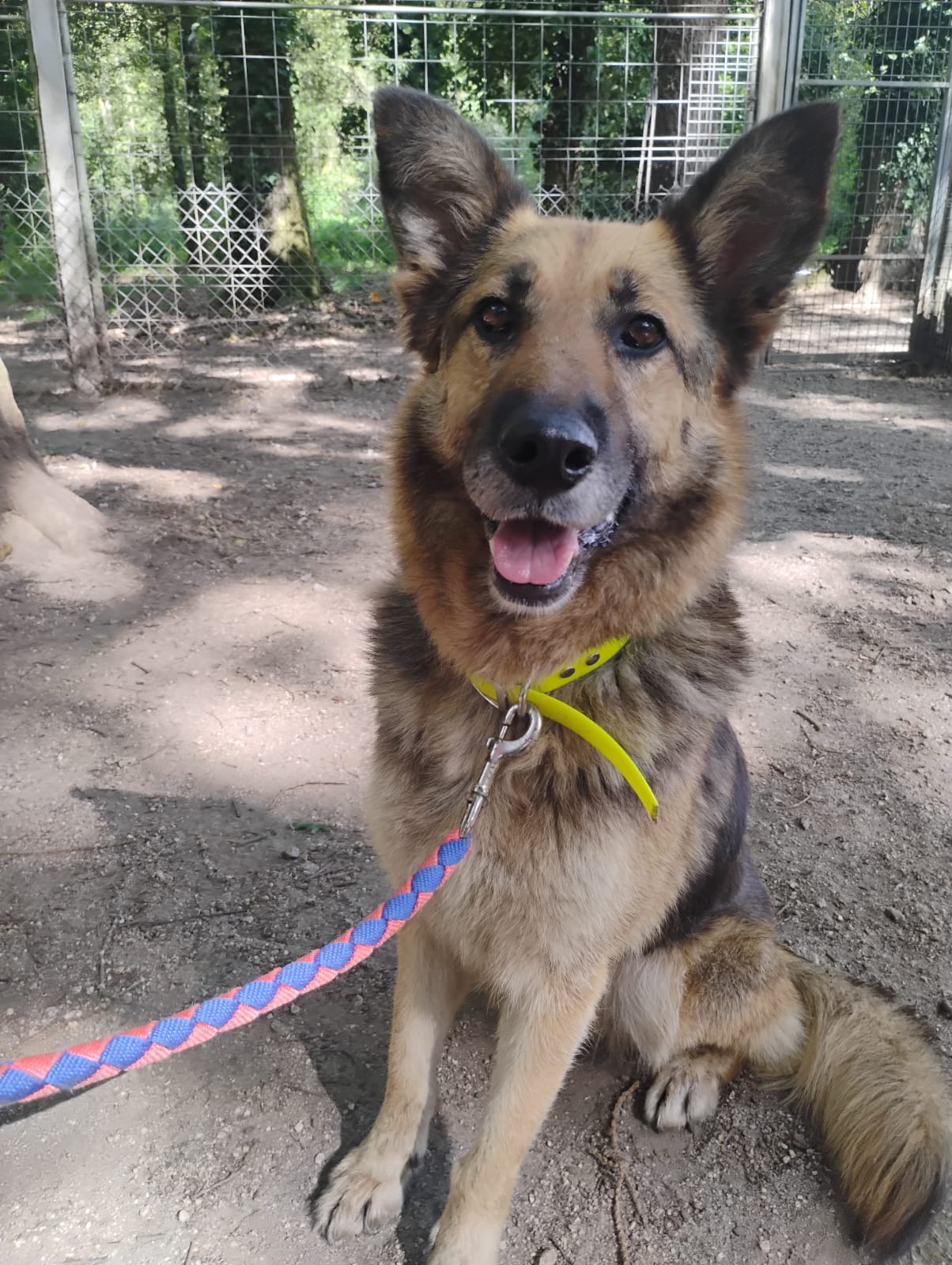 NINA[ Pre adoptada]