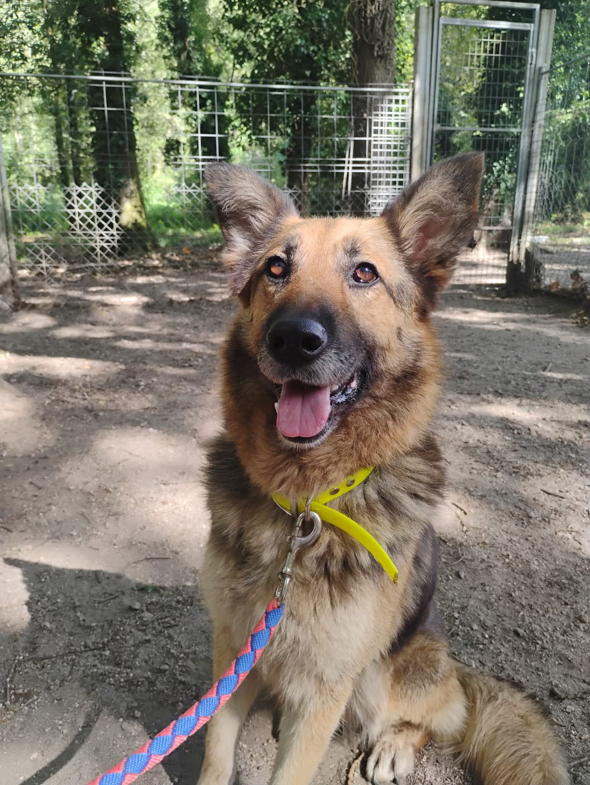 NINA[ Pre adoptada]