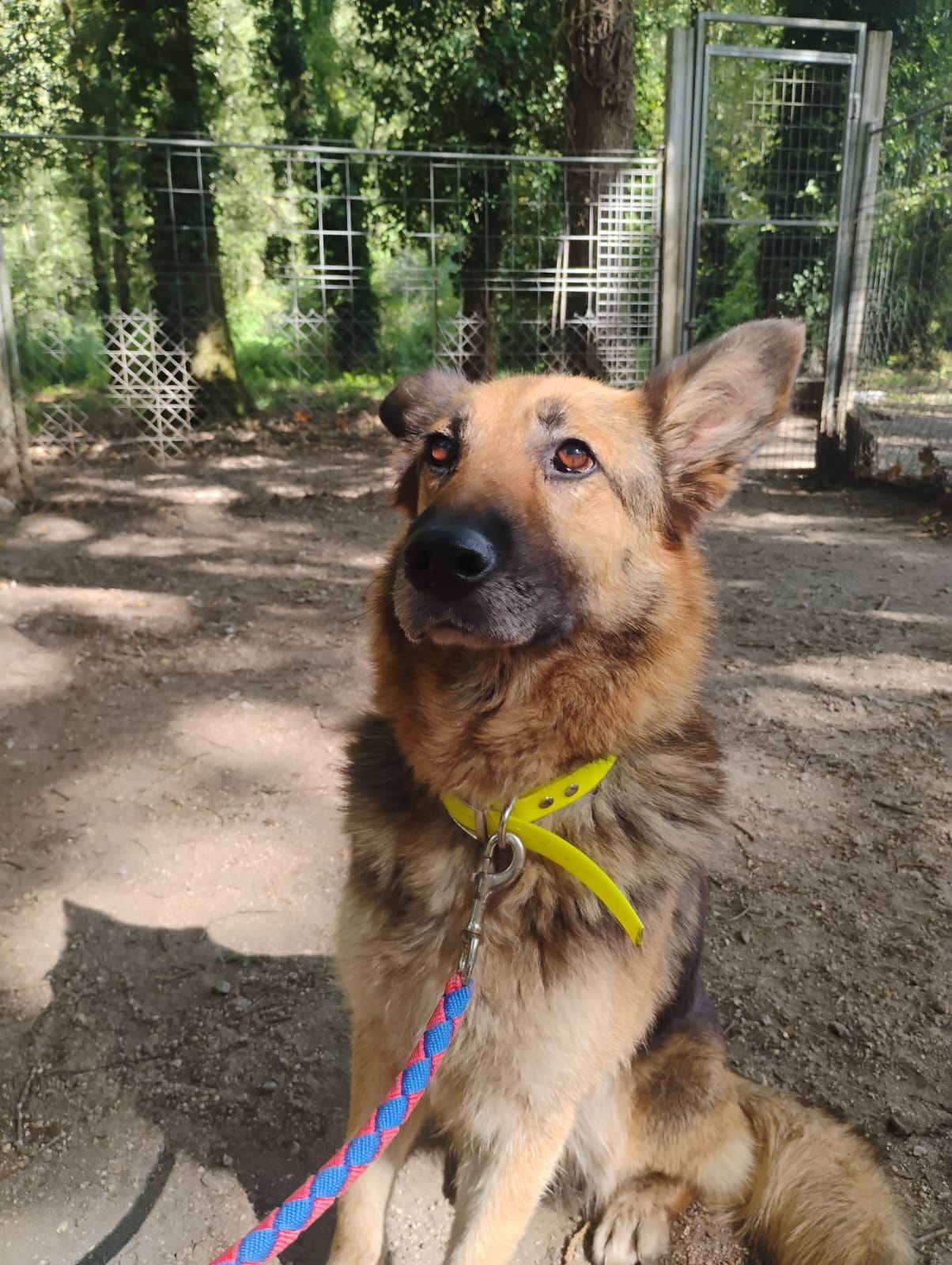 NINA[ Pre adoptada]