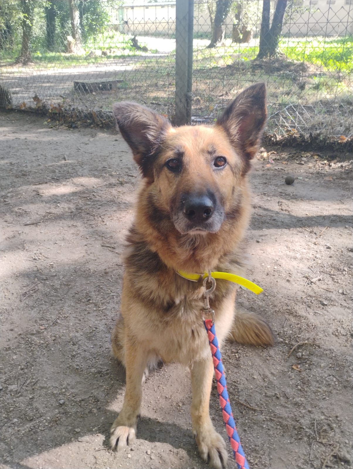 NINA[ Pre adoptada]