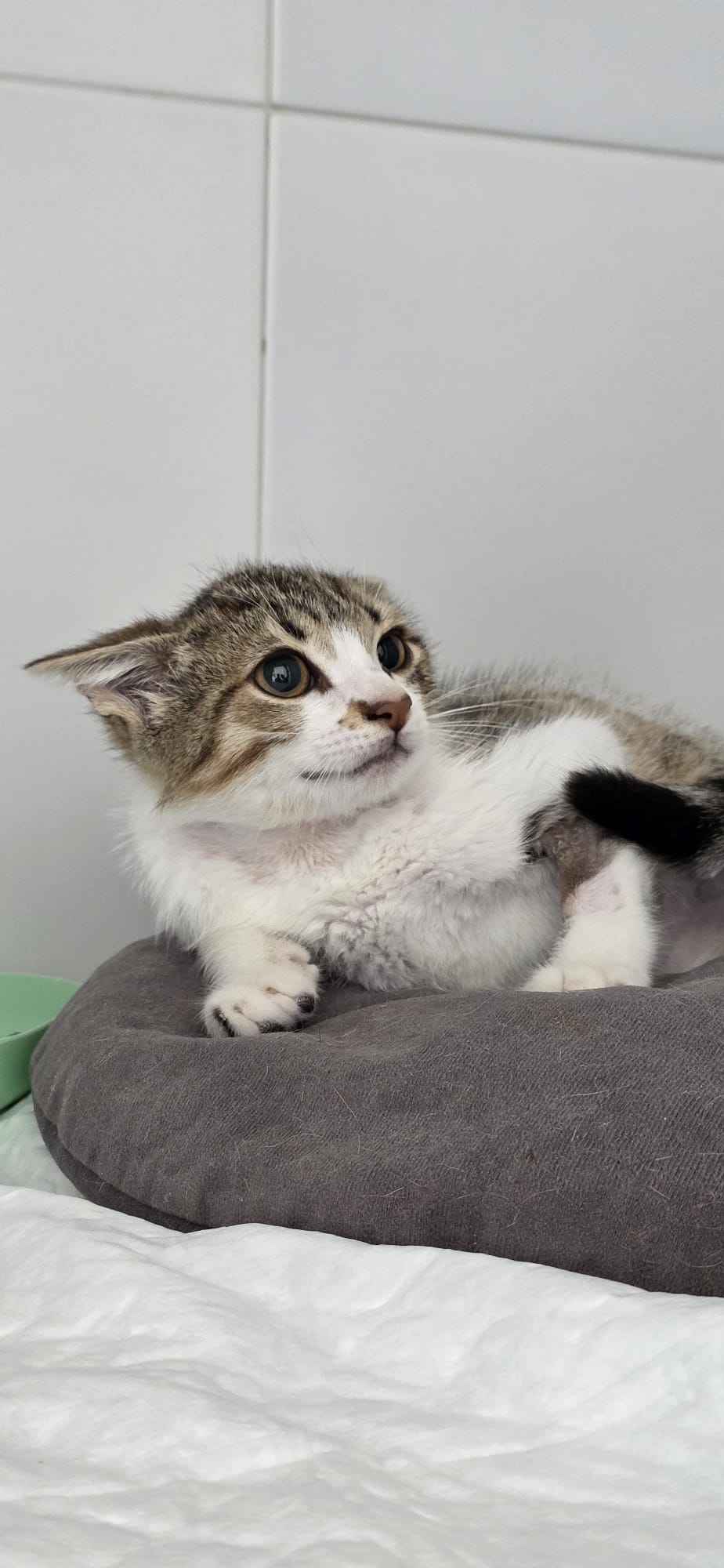 LINCE[ pre adoptado]