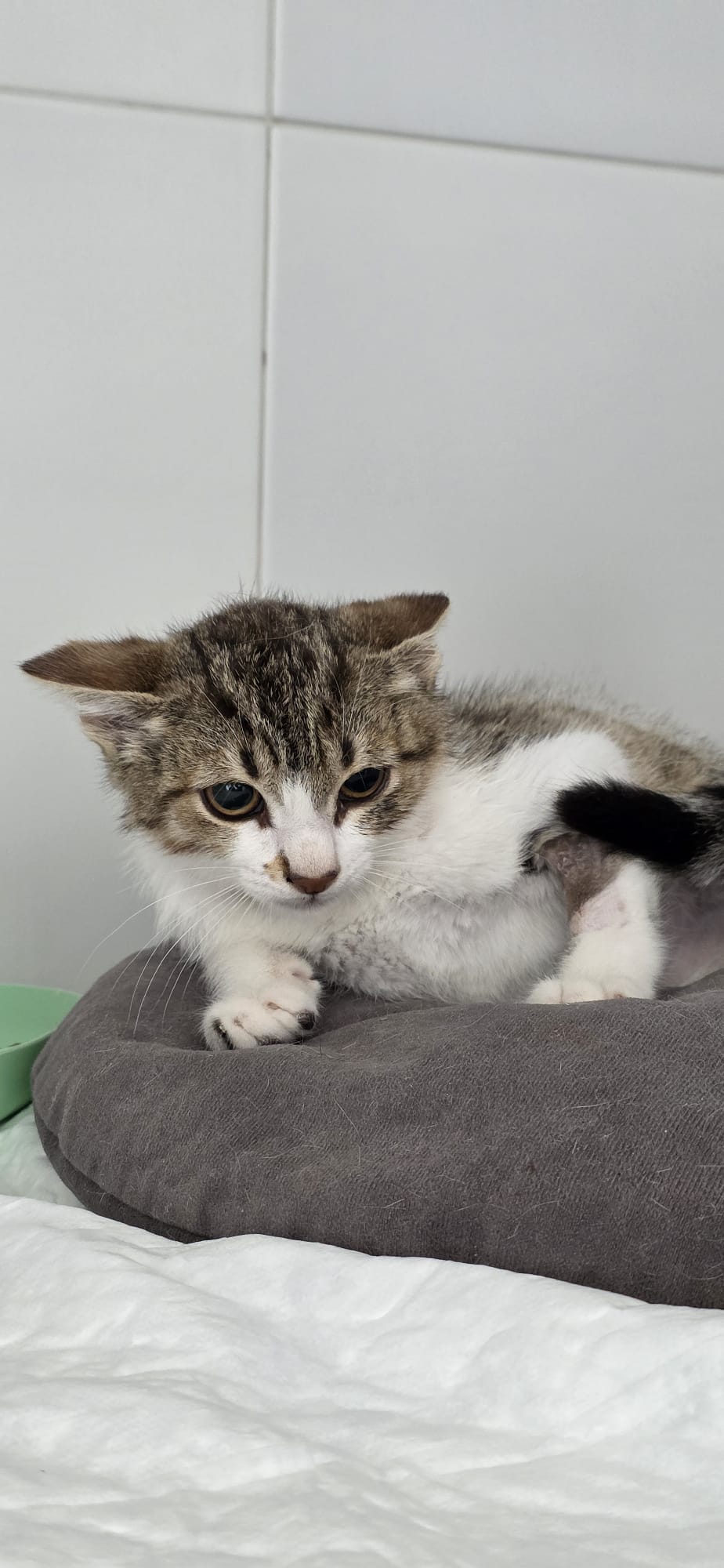 LINCE[ pre adoptado]