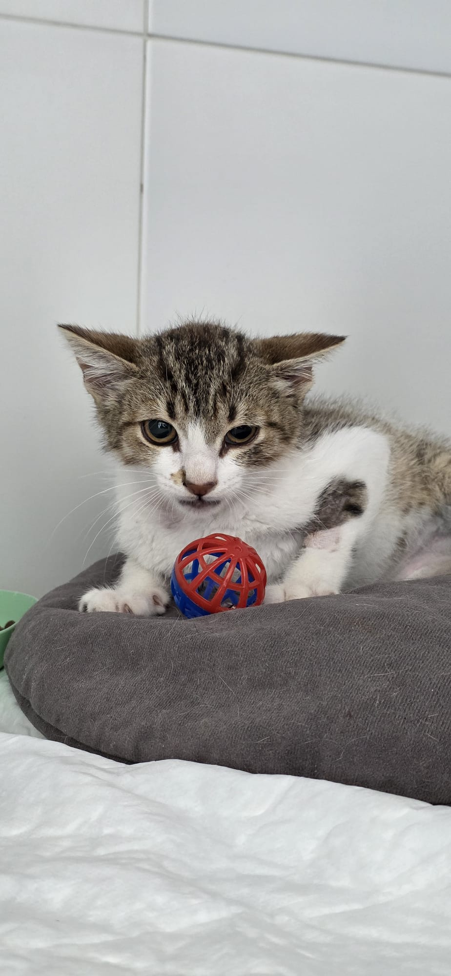 LINCE[ pre adoptado]