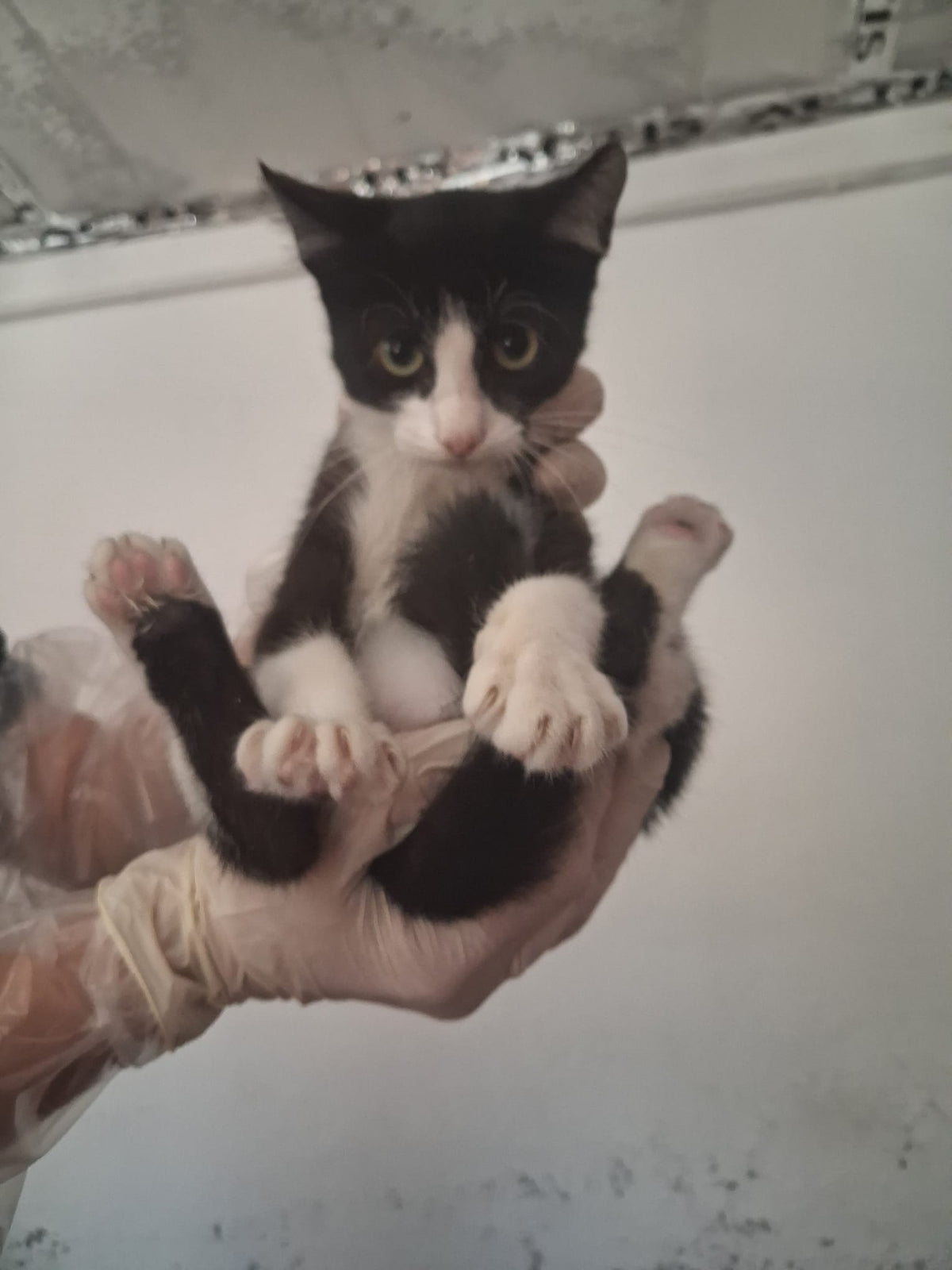 TUX